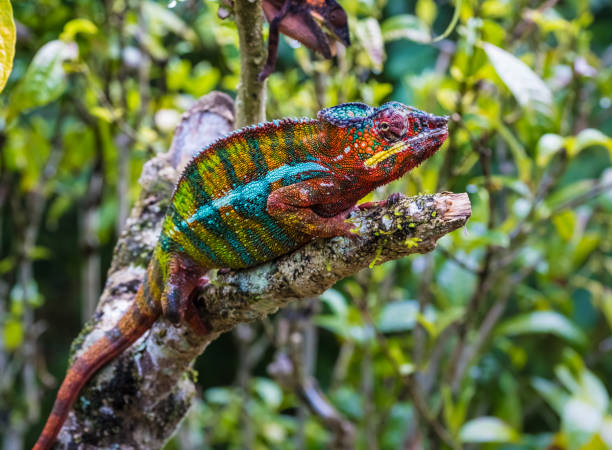 kameleon w pierwotnych lasach parku narodowego andasibe, wschodni madagaskar - chameleon madagascar wildlife bizarre zdjęcia i obrazy z banku zdjęć