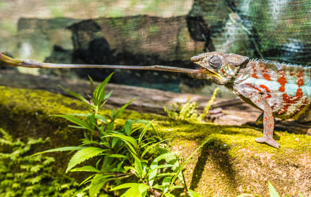 kameleon w pierwotnych lasach parku narodowego andasibe, wschodni madagaskar - chameleon madagascar wildlife bizarre zdjęcia i obrazy z banku zdjęć