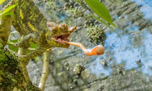 kameleon w pierwotnych lasach parku narodowego andasibe, wschodni madagaskar - chameleon madagascar wildlife bizarre zdjęcia i obrazy z banku zdjęć