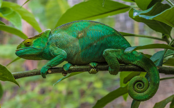 kameleon w pierwotnych lasach parku narodowego andasibe, wschodni madagaskar - chameleon madagascar wildlife bizarre zdjęcia i obrazy z banku zdjęć