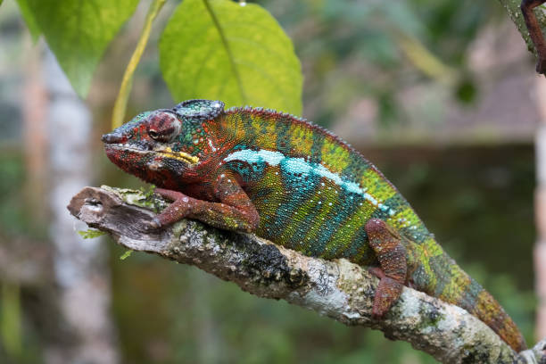 kameleon w pierwotnych lasach parku narodowego andasibe, wschodni madagaskar - chameleon madagascar wildlife bizarre zdjęcia i obrazy z banku zdjęć