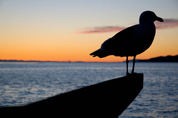 istock Seagull outline during a Vancouver sunset 96060961