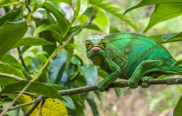 kameleon w pierwotnych lasach parku narodowego andasibe, wschodni madagaskar - chameleon madagascar wildlife bizarre zdjęcia i obrazy z banku zdjęć