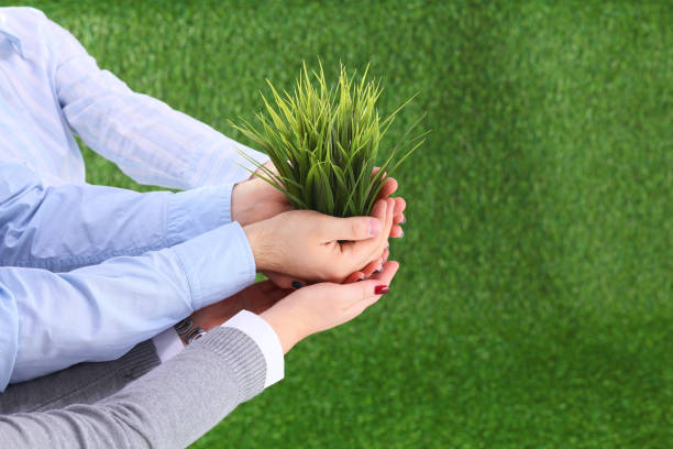 istock Two pairs of hands gently holding a young plant 960611022