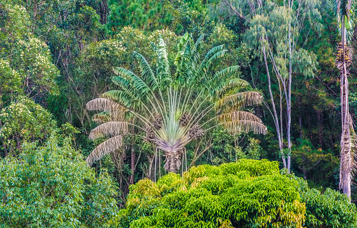 The endemic ravinala tree (traveller's tree) stands out in a primeval forest of Andasibe/Mantadia National Park. This tree is the national symbol of Madagascar