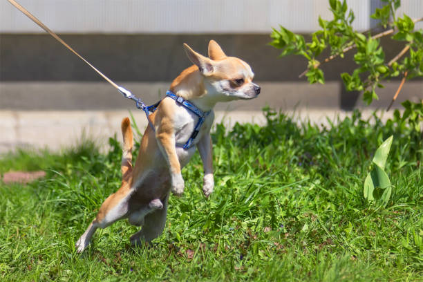 Chihuahua pulls on the leash stock photo