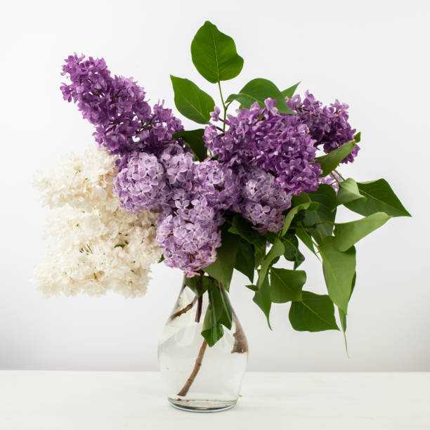Lilac flowers in glass vase against white background