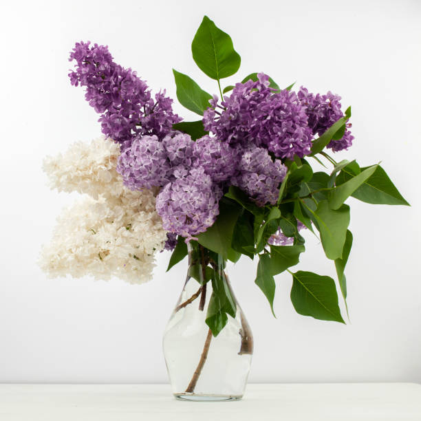 Lilac flowers in glass vase against white background