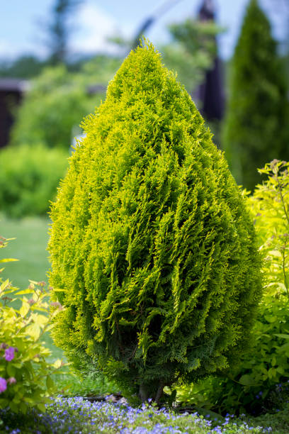 istock thuja brabant thuja occidentalis thuja plicata arborvitae ball close-up. 960613724