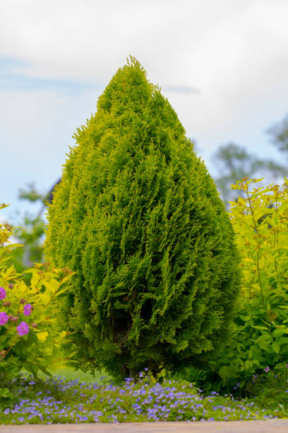 istock thuja brabant thuja occidentalis thuja plicata arborvitae ball close-up. 960613766