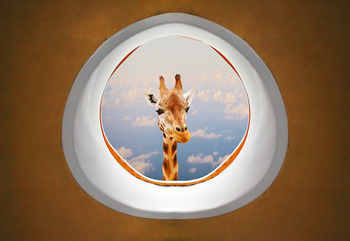 Long neck Giraffe looking trough airliner window. A crazy flight over Africa. Travel with fun.