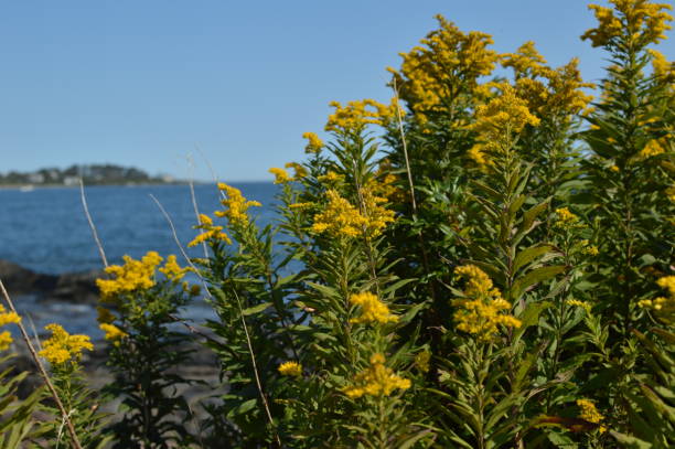 istock Yarrow on the Coast 960616648