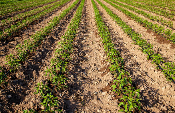 Pepper Field Pepper Field anaheim pepper photos stock pictures, royalty-free photos & images