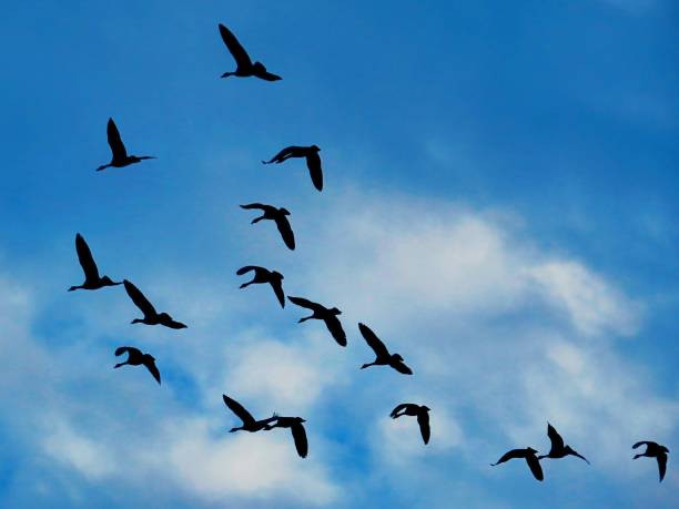 istock Geese Birds Flying Together In The Blue Sky 960618186