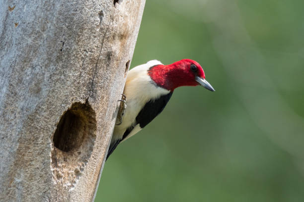 Red-headed Woodpecker, Lee Creek Park, Van Buren, AR stock photo