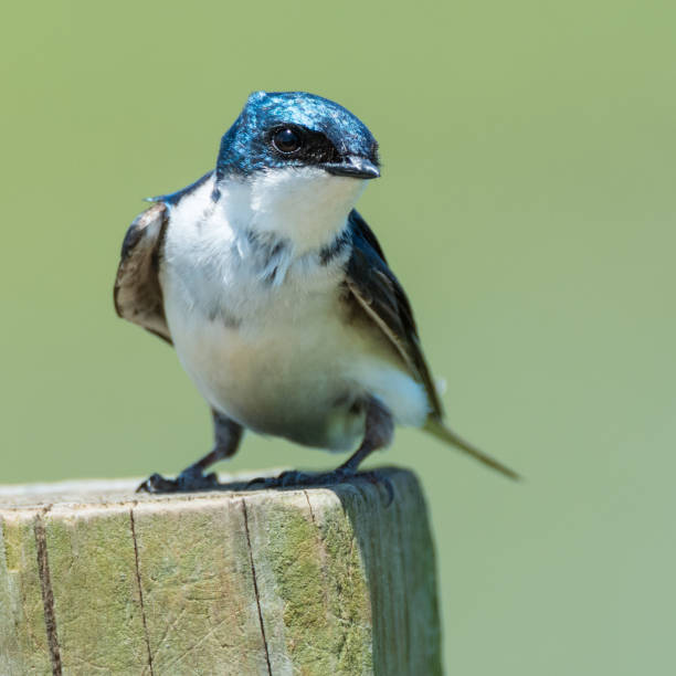 istock Tree Swallow, Red Slough WMA, OK 960623498