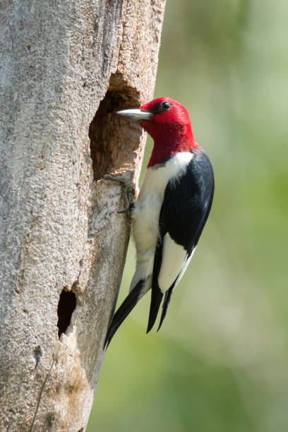 istock Red-headed Woodpecker, Lee Creek Park, Van Buren, AR 960623722