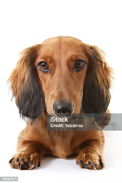 Foto de Dachshund De Retrato e mais fotos de stock de Animal - Animal, Animal de estimação, Basset Alemão