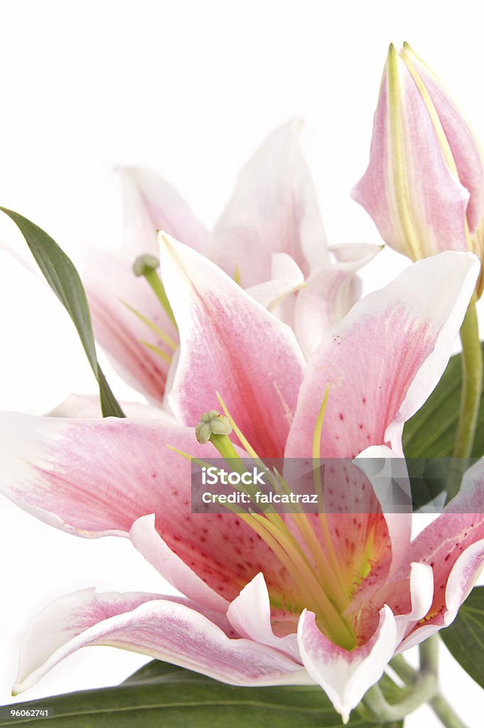 Lily, Nahaufnahme - Lizenzfrei Blume Stock-Foto