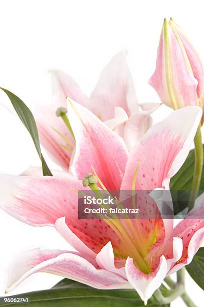 Lily Nahaufnahme Stockfoto und mehr Bilder von Blume - Blume, Blüte, Duftend