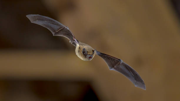 istock Flying Pipistrelle bat on wooden ceiling 960627640