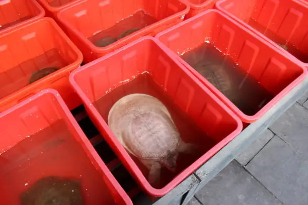 Photo of Sale of live turtle for turtle soup