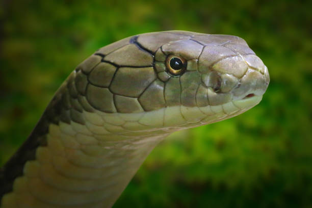 The King Cobra, Ophiophagus hannah. Portrait of a world's longest venomous snake. The King Cobra, Ophiophagus hannah. Portrait of a world's longest venomous snake. Dangerous animal for travelers in asian destinations. Wildlife photography. ophiophagus hannah stock pictures, royalty-free photos & images