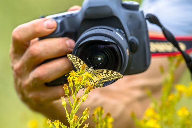 istock Butterfly photography 960628120
