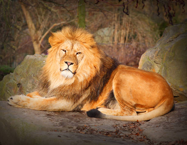 Lion in cage.Check also: