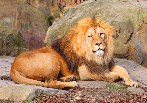 istock The African Lion, Panthera leo leo. 960628192