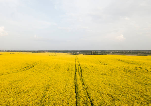 istock Aerial view of beautiful yellow flowering bright rape fields on a cloudy day. Endless rapeseed field. Yellow rapeseed fields. Agriculture. 960631436