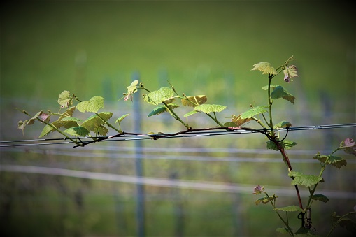 A grape vine running across a wire