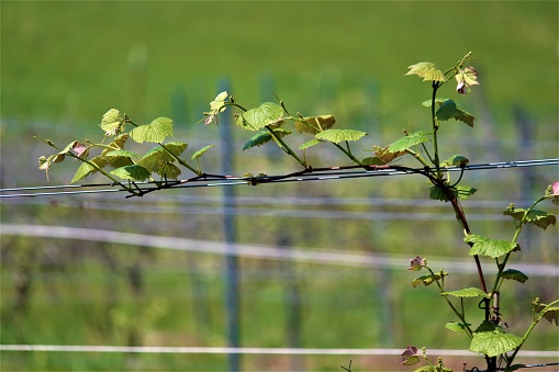 A grape vine running across a wire
