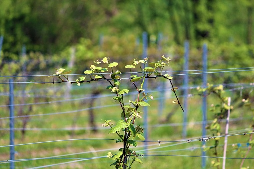 A grape vine running across a wire