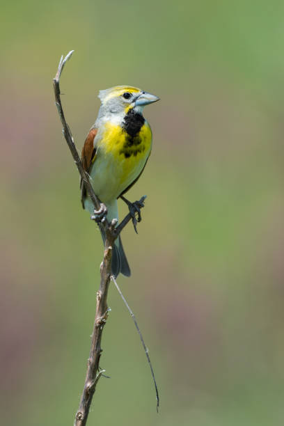istock Dickcissel, Idabel airport prairie, OK 960632204
