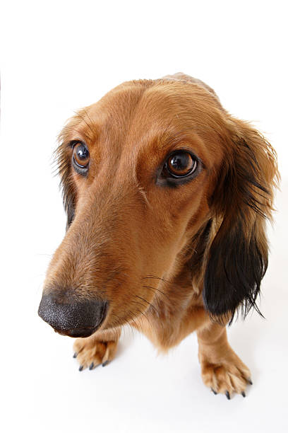 dachshund de cabeza grande - dachshund dog sadness sitting fotografías e imágenes de stock
