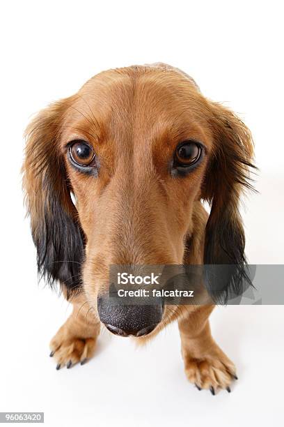 Dackel Stockfoto und mehr Bilder von Hund - Hund, Weißer Hintergrund, Braun
