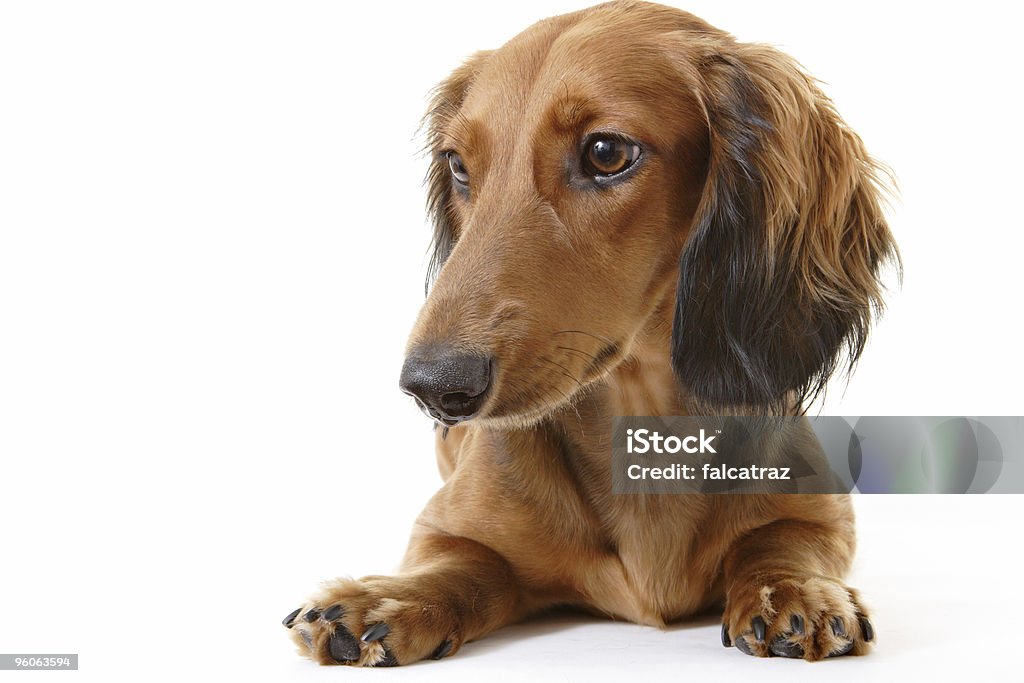 Dachshund Portrait  Animal Stock Photo