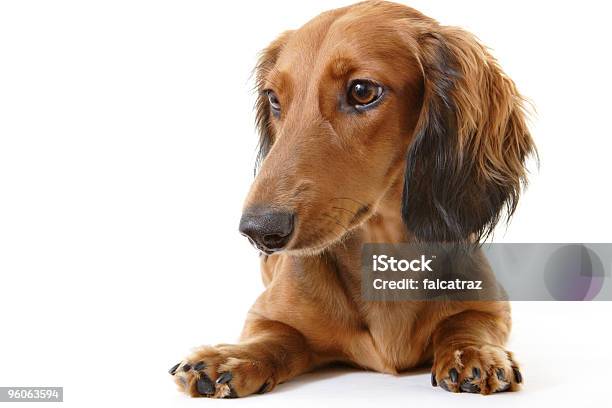 Dachshund Portrait Stock Photo - Download Image Now - Animal, Brown, Canine - Animal