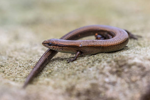istock European copper skink on rocky surface 960637320