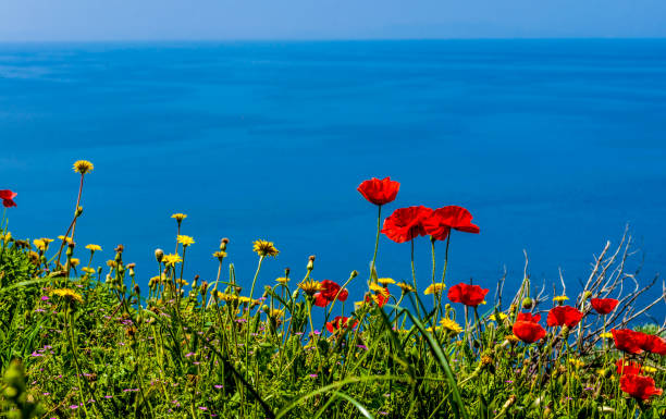 istock poppies meadow on the coast 960637544