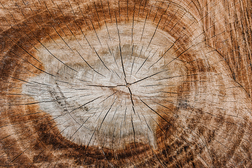Round Tree Structure Tree Ring Background Round Basic Textures Wooden ...