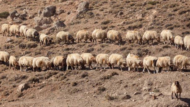 istock Flock Of Sheep In Dry Field 960638090