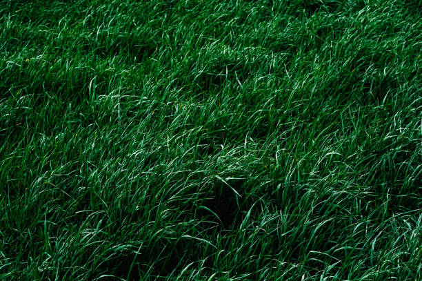 istock Green background texture of long grass sedge.
Green plants. nature. great plan.
Fresh grass growing in the field 960638186