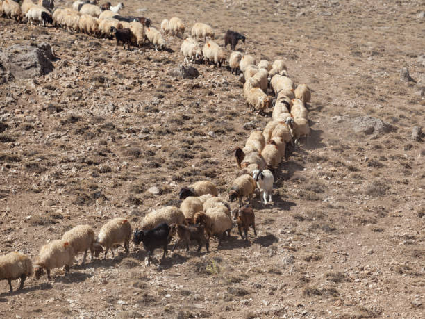 istock Flock Of Sheep In Dry Field 960638268