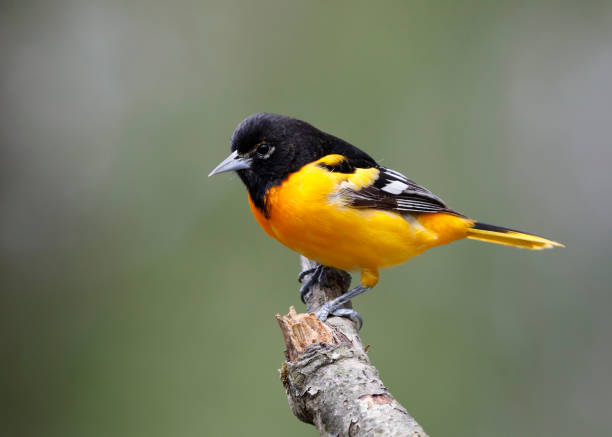istock Male Baltimore Oriole perched on a tree branch 960640640