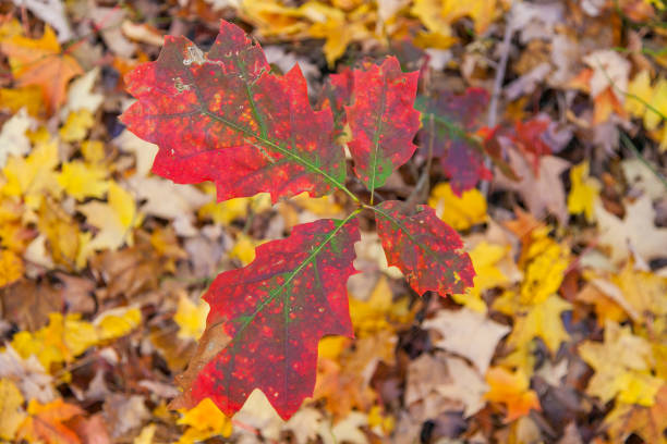 istock NY - Hudson Valley - Lake Mohonk 960640916