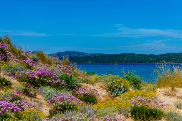 istock Spring blooms in Gallura (Olbia-Tempio, Sardinia, Italy). 960641834