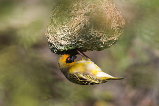 istock Southern masked weaver under nest 960645136