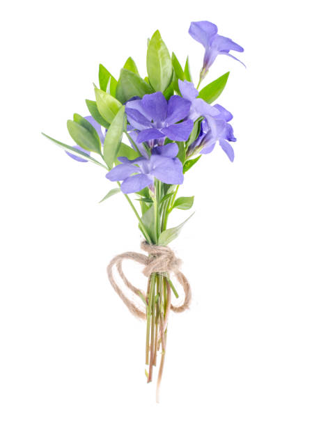 Blue Perwinkle flowers on a white background